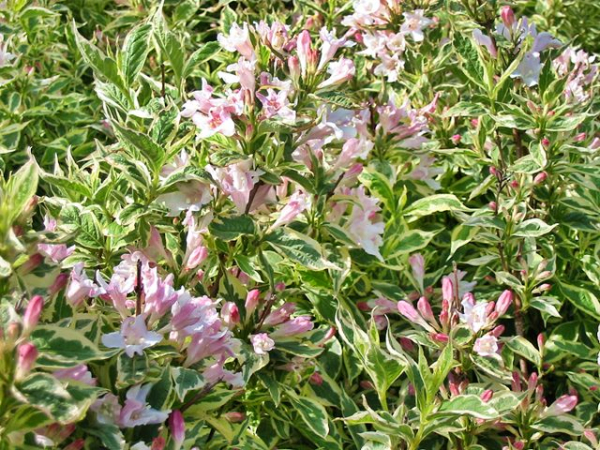 Weigela florida "Nana Variegata" - (Buntblättrige Weigelie "Nana Variegata"),